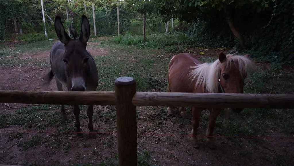 Farm stay Agriturismo Fior Di Pesco Hotel Sommacampagna
