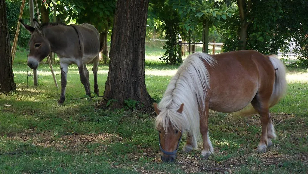 Farm stay Agriturismo Fior Di Pesco Hotel Sommacampagna